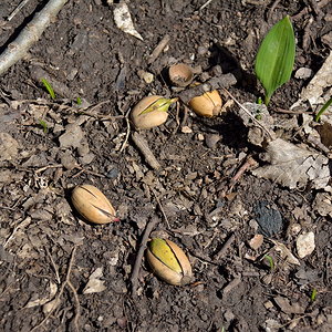 на Орлиную полку (2)